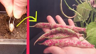 Growing BORLOTTI BEAN Time Lapse  Seed to Bean 65 days [upl. by Yesnnyl]