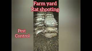 farmyard ratting🐀🐀🐀with air rifles pestcontrol [upl. by Aikkan]