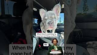 Kat Williams meme Tik Tok Fluffy Frenchie [upl. by Acirdna]