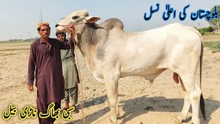 biggest Sibbi bull  heaviast bull  bhagnari bull  Sindhi Cattle Market  September 23 2024 [upl. by Aihtebat]