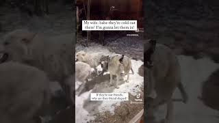 When Your Wife Wants to Help… a Pack of Wolves  Funny Husband Moments funny dadlife [upl. by Ametaf129]