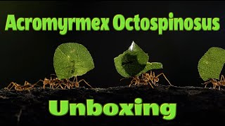 UNBOXING LEAF CUTTER ANTS FROM MANTISNI  Acromyrmex Octospinosus [upl. by Narda]