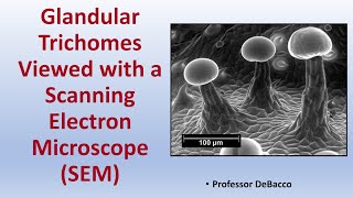 Glandular Trichomes Viewed with a Scanning Electron Microscope SEM [upl. by Nadiya]