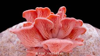 Growing Pink Oyster Mushrooms Time Lapse [upl. by Fredie206]