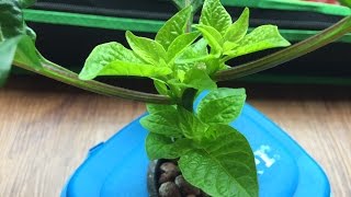 Topping Pepper Plants amp Two Months Results [upl. by Maleeny]