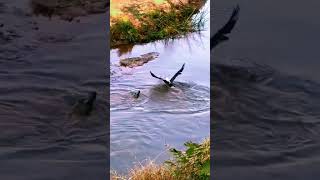 Eagle Steals Crocs Food🦅 [upl. by Assetal365]