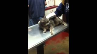 My cats trip to the vet [upl. by Norrad661]