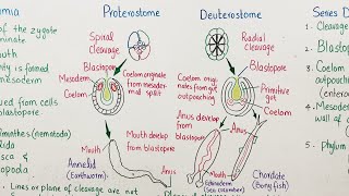 protostome vs deuterostome [upl. by Niwroc]