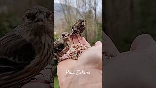 Hand Feeding Birds Is Relaxing [upl. by Ahsinirt104]