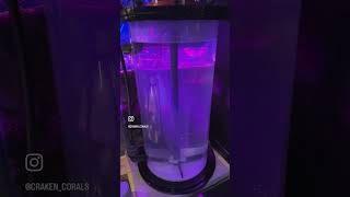 The Kalk stirrer is in🤘 reef aquarium coralreef reef2reef reefbuilders reefing reefkeeper [upl. by Odrude690]