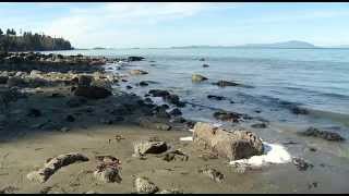 Herring Spawn  Shaw TV Nanaimo [upl. by Vale915]