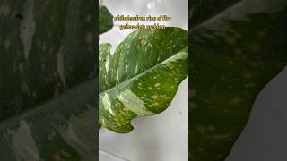 The Ultimate Guide to Philodendron Ring of Fire Care [upl. by Holbrook]