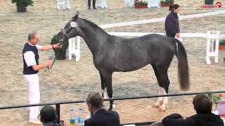 BelantisSamba Hit approved stallion  2013 for sale [upl. by Douty356]