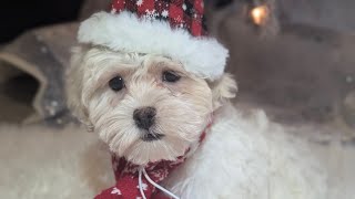 AKC Havanese puppies [upl. by Maitland]