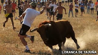 ENCIERRO POR EL CAMPO CON UN TORO  LORANCA DE TAJUÑA 2024 [upl. by Kirk826]