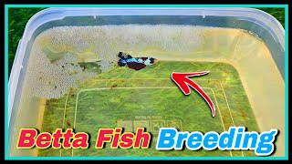 How to Breed Betta Fish Step by Step 🤩  Online Buyed Betta Fish Breeding Tutorial at Home [upl. by Clem956]