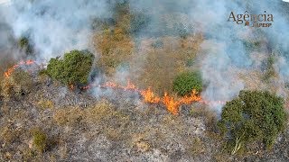 Estudo mostra a necessidade da queima criteriosa para a preservação do Cerrado [upl. by Cinderella]