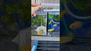 Сравниваем качество Лабидохромисов еллоу cichlid 2024 cichlids yellowfish [upl. by Ehsom]