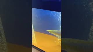 Arowana fish in big tank😯 [upl. by Bove982]