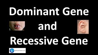 Dominant Gene and Recessive Gene  Genetics  Science [upl. by Boiney621]