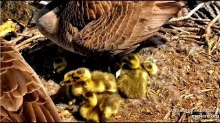 6 Goslings jump from Decorah 1 nest 041524 [upl. by Eedyah]