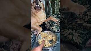 Labra is choosy in food  dog not eating food lifewithlabra dogfood dogvideos [upl. by Angadresma]