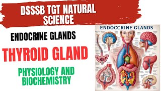 Thyroid gland Physiology and Biochemistry for DSSSB TGT NATURAL SCIENCE thyroidgland [upl. by Anitahs]