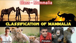 Lecture 12  Classification Of Class Mammalia  Prototheria amp Theria  Eutheria and Metatheria 🐒 [upl. by Eiboh]