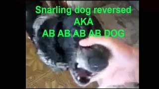 Hilarious Snarling Dog Reversed AKA AB AB AB Dog [upl. by Morgana563]