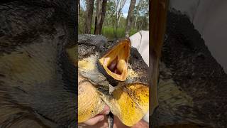 The MOST INSANE LIZARD On EARTH GIANT FRILLED DRAGON lizard lizards [upl. by Erdman]