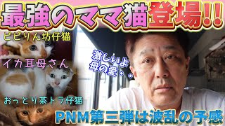 PNM活動：荒ぶる母猫と仔猫が見せた強い絆と壮絶な保護奮闘記 [upl. by Ennaylil466]