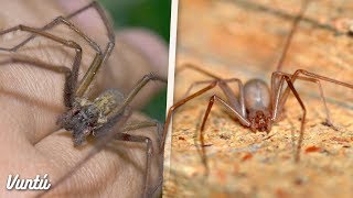 La araña más peligrosa y venenosa de México [upl. by Dill]