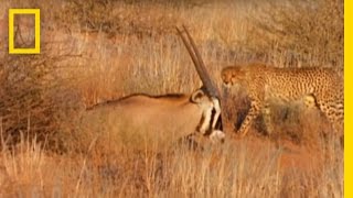 Man Uses A Live African Cheetah As A Pillow  Measures Big Cats Heart Rate With His Head [upl. by Alra]