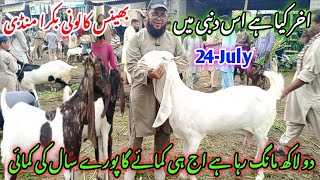 bhains colony Bakra mandi latest update 24Jult2024 bakra mandi goat farm visit gulabi kamori [upl. by Derinna]