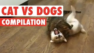 Cats vs Dogs The Ultimate Fight Battle [upl. by Ednutey]