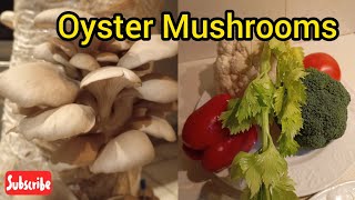 Cultivation of Oyster Mushrooms at home [upl. by Hada]