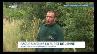 PADURAR PRINS LA FURAT DE LEMNE [upl. by Zolly]