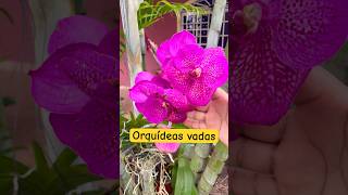 Conoce la orquídea vada su floración y cuidados flores floresnaturales plantasbonitas orchids [upl. by Ailimat]