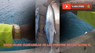 Pesca en los cayos FL Milla 63 [upl. by Noirred]