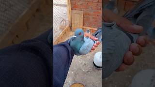 Back after 2 months😱minivlog myfarmbuddies pigeon kabutarvlogvlogs [upl. by Nassir]