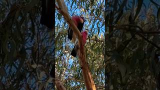 Galah Cockatoo Sounds wild bird sounds tricks [upl. by Micco]