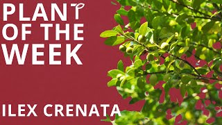 Plant of the Week  Ilex Crenata Japanese Holly [upl. by Alston542]