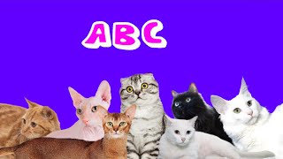 ABC’s of Cats  Nursery rhymes and kids songs [upl. by Adnileb]