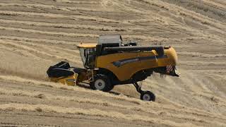 2018 Giulfo trebbiatura con New holland CX 50 90 [upl. by Gonick270]