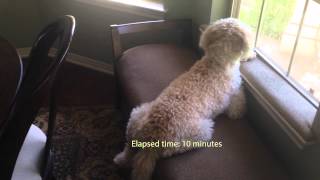 Sidiqi the Goldendoodle Dads Home [upl. by Drofdarb]