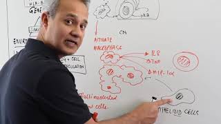 Pathogenesis of Sarcoidosis [upl. by Randi]