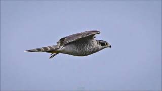 참매 비행 Flight of the goshawk [upl. by Chalmers760]