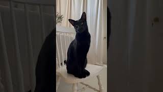 Talking oriental shorthair cat sits upon his throne and shouts orders osiristheoriental [upl. by Kindig5]