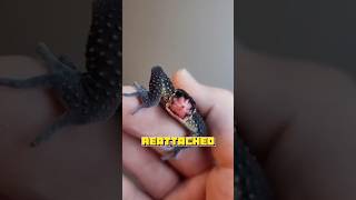 Can a lizard survive a broken tail animals healing pets lizard qustions shortvideo shorts [upl. by Rehportsirhc94]