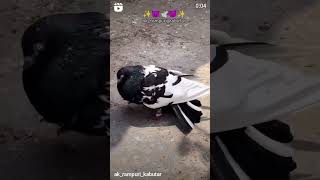 Rampuri kabutar ka jora pigeon viralshort 🧿❤️ [upl. by Dlaniger]